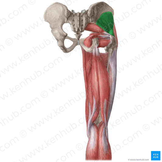 Gluteus minimus muscle (#19649)