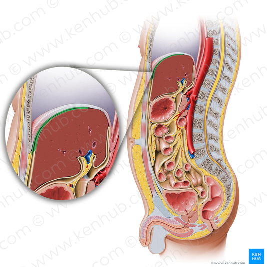Subphrenic recess (#515)