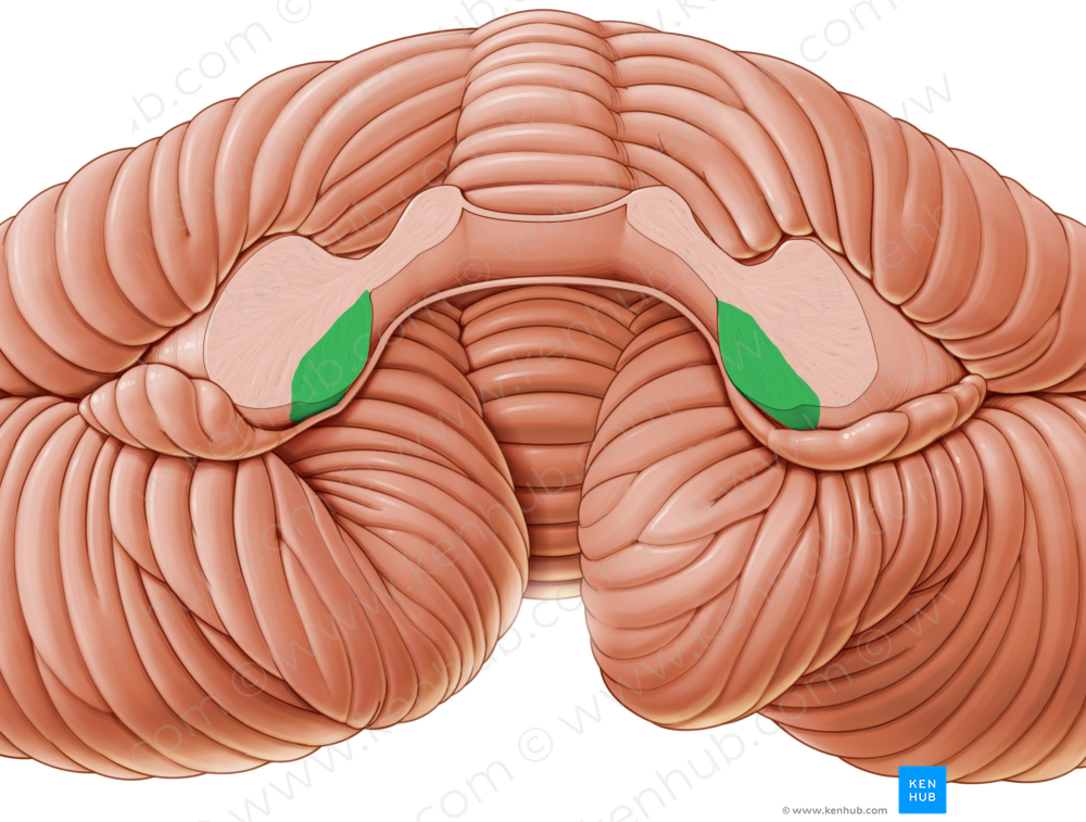 Inferior cerebellar peduncle (#7825)