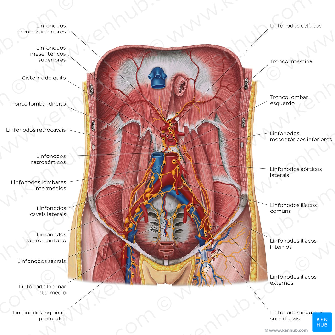 Lymphatics of the posterior abdominal wall (Portuguese)