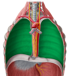 Costal part of parietal pleura (#7687)