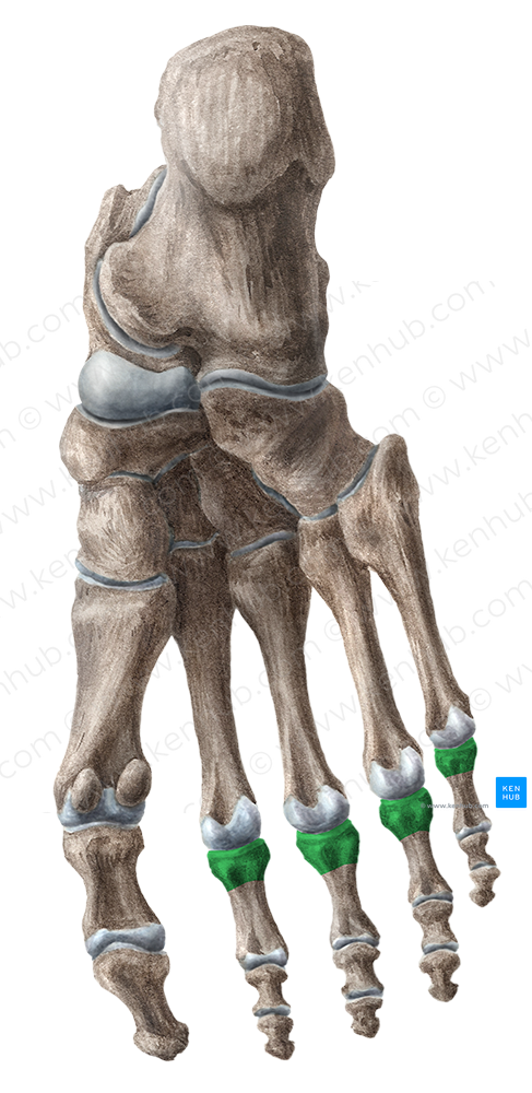Bases of proximal phalanges of 2nd-5th toes (#2154)