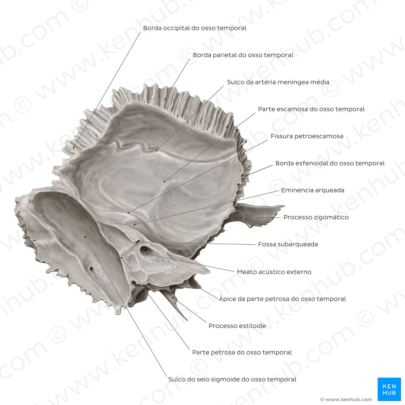 Temporal bone (medial view) (Portuguese)