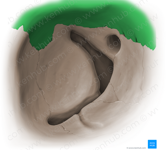 Orbital surface of frontal bone (#16080)