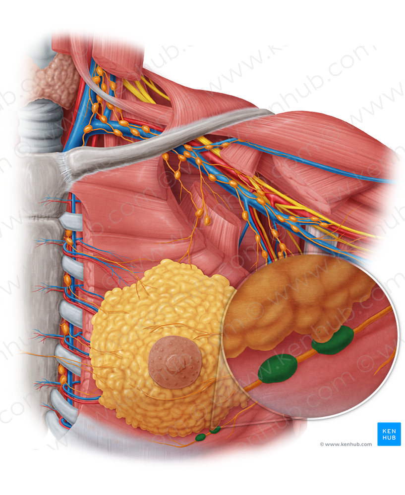 Submammary lymph nodes (#7113)