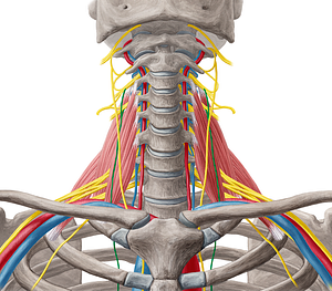 Phrenic nerve (#6681)