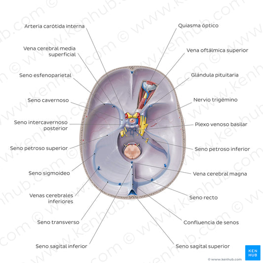 Dural venous sinuses (Spanish)