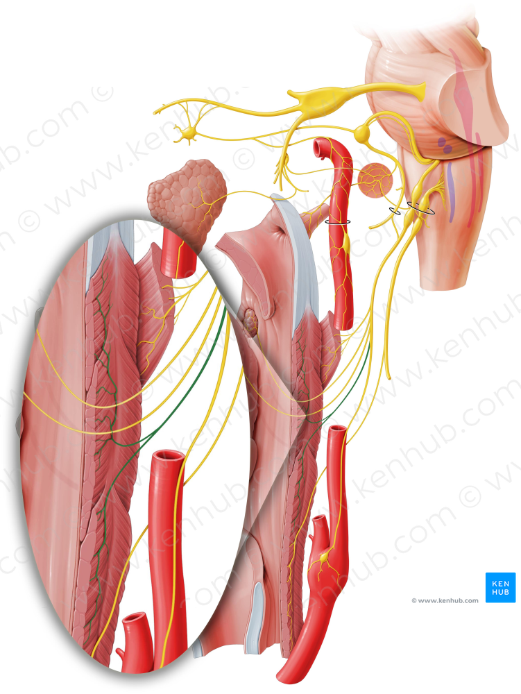 Pharyngeal branches of glossopharyngeal nerve (#8023)
