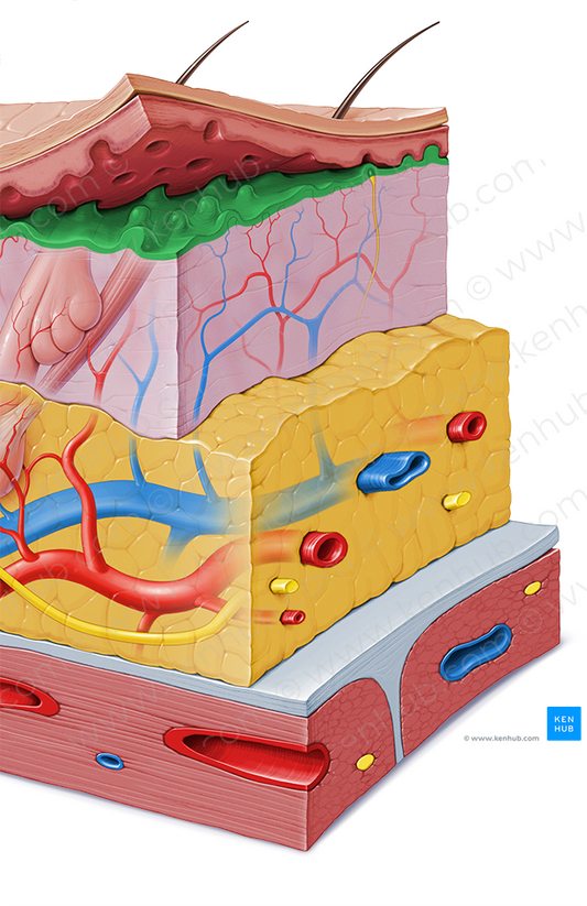 Papillary layer of dermis (#9175)