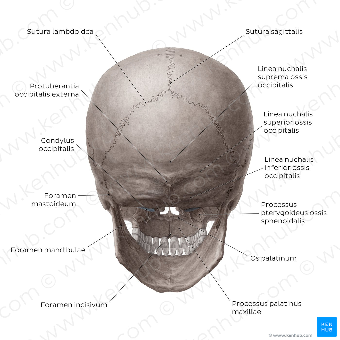 Skull (posterior view) (Latin)