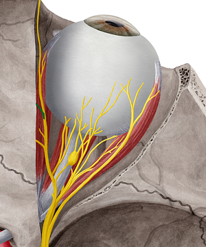 Anterior ethmoidal nerve (#6390)