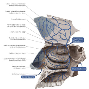 Veins of the nasal cavity (German)