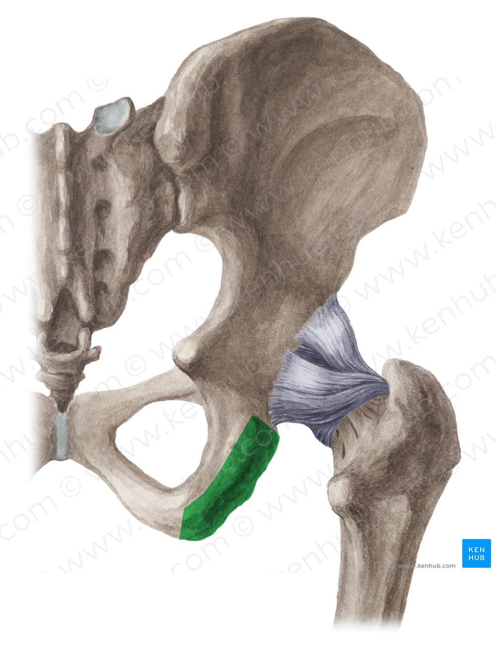 Ischial tuberosity (#9765)