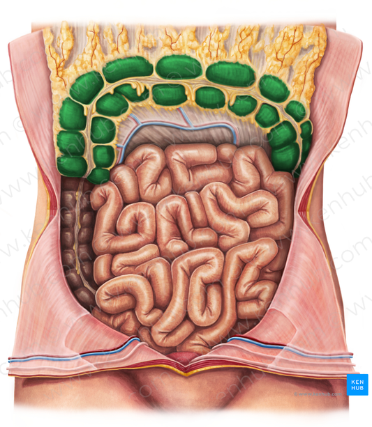 Transverse colon (#2760)