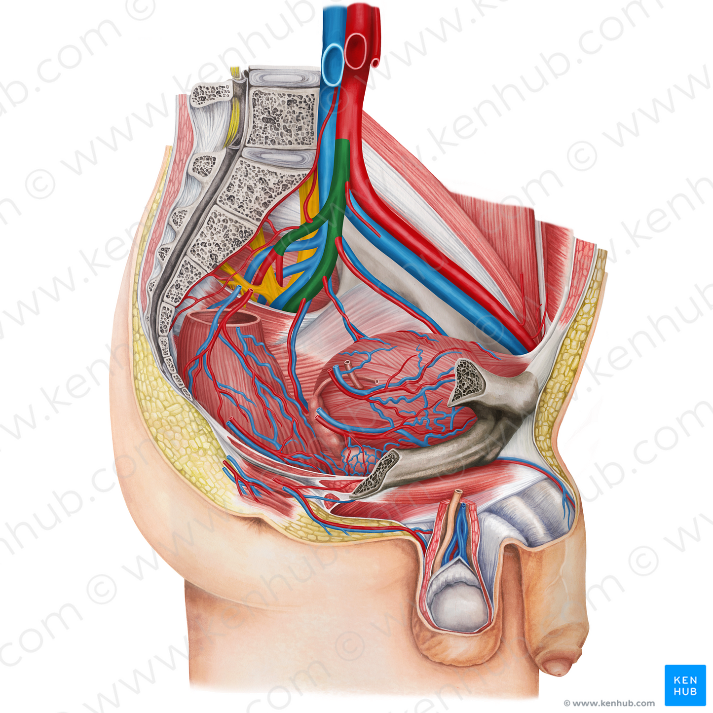 Left internal iliac artery (#1433)