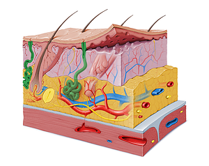 Sweat gland (#4116)