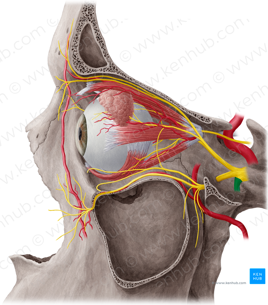 Mandibular nerve (#6543)