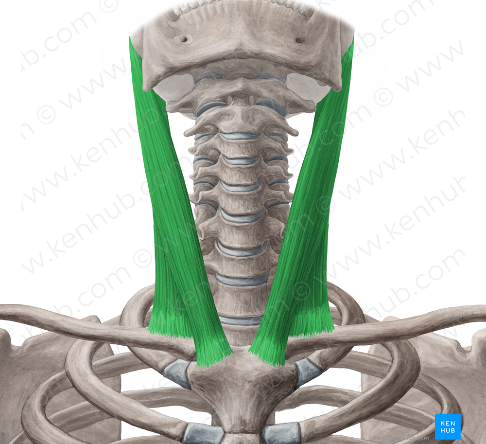 Sternocleidomastoid muscle (#6001)