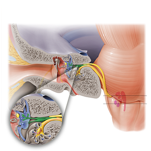 Vestibular nerve (#6900)