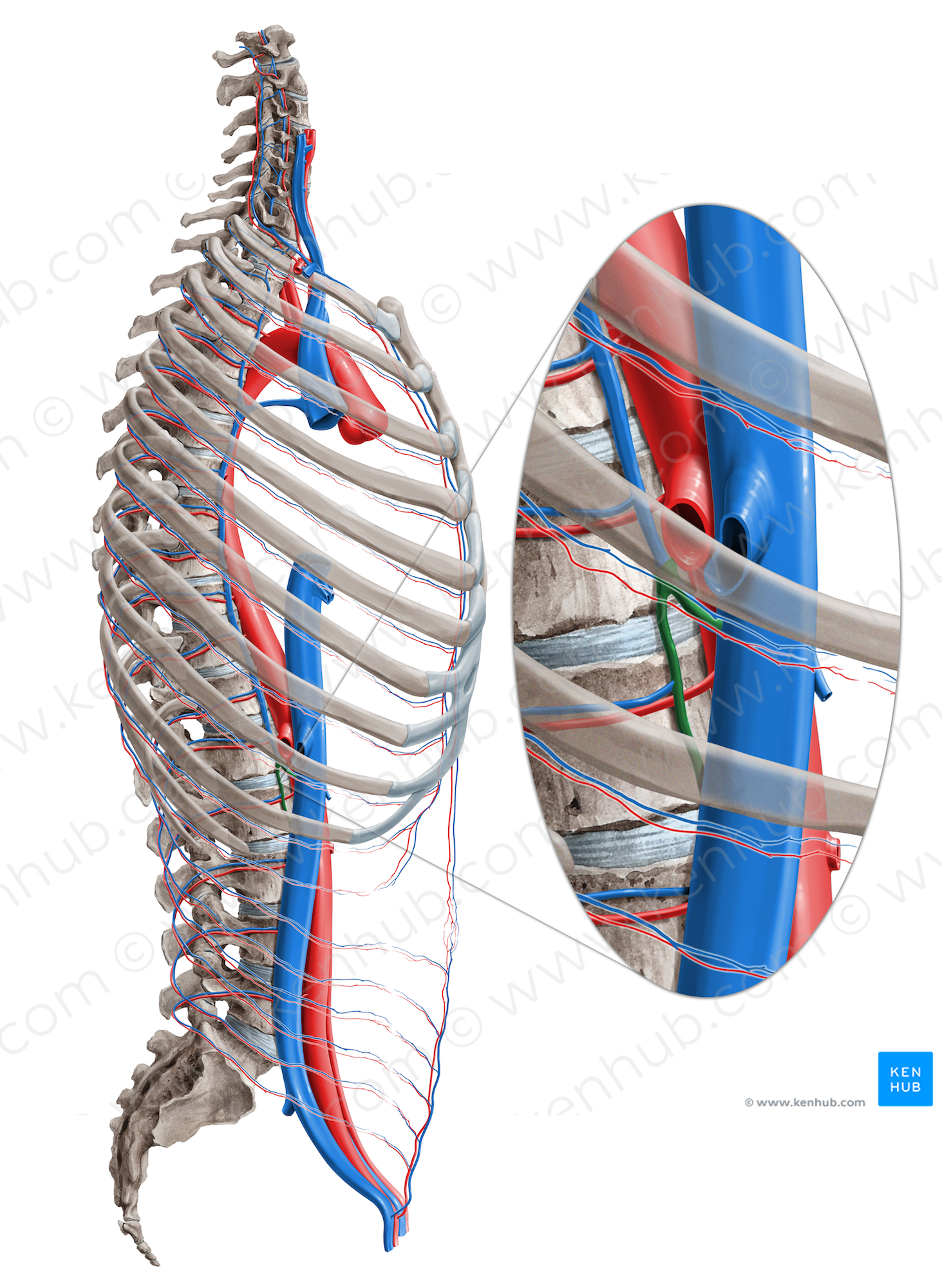 Ascending lumbar vein (#10386)