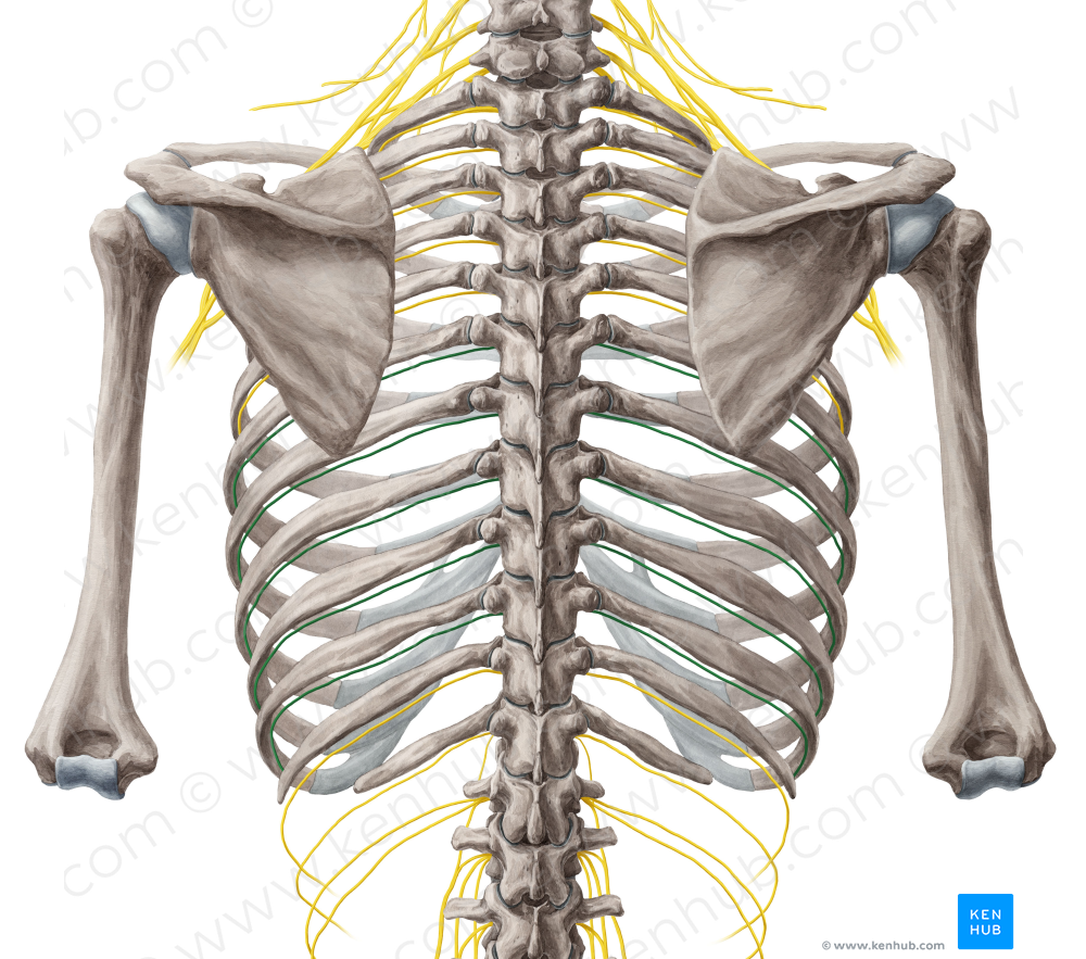 7th-11th intercostal nerves (#6251)