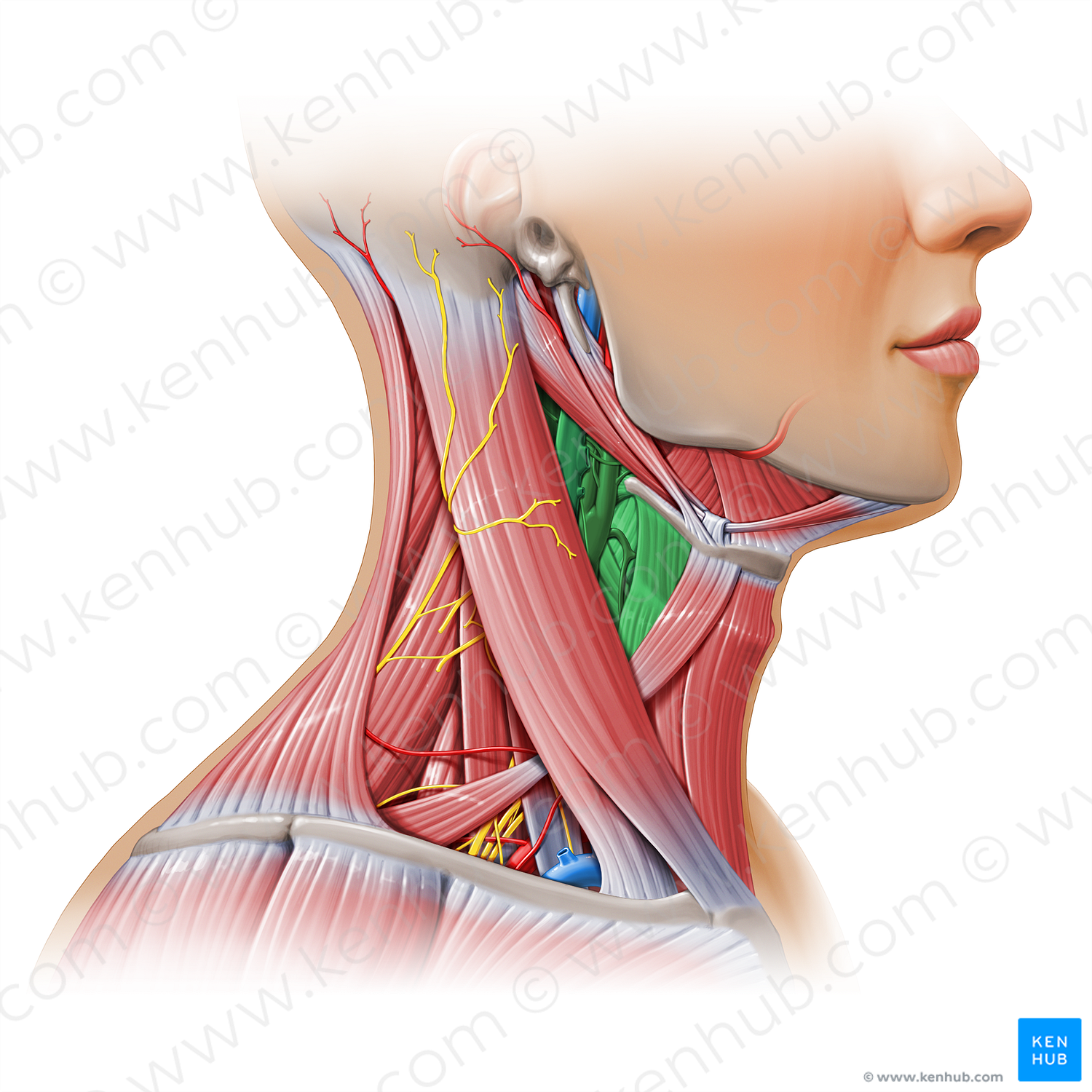 Carotid triangle (#17937)