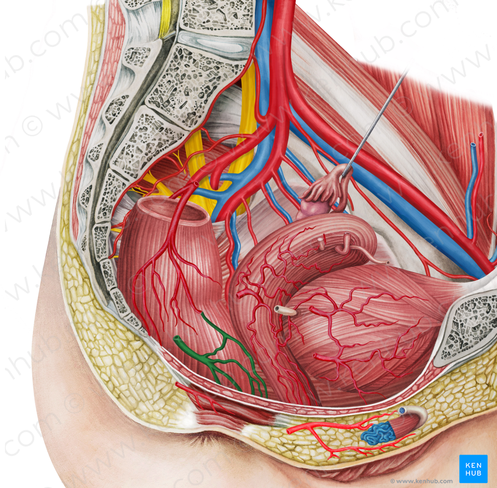 Right middle anorectal artery (#1726)