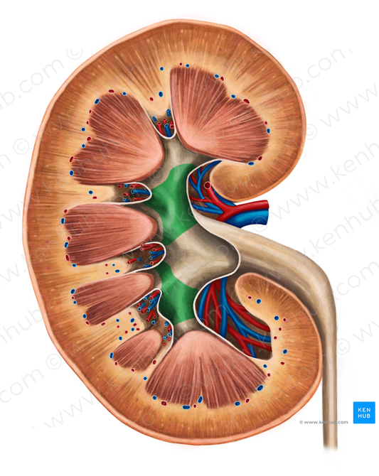 Major renal calices (#2291)