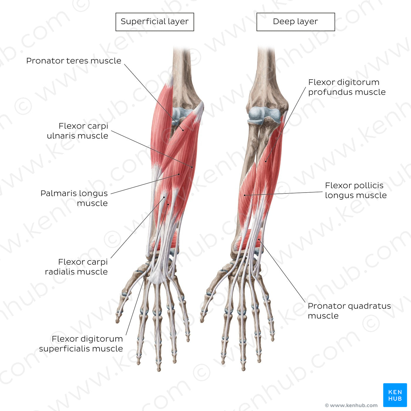 Flexors of the forearm (English)
