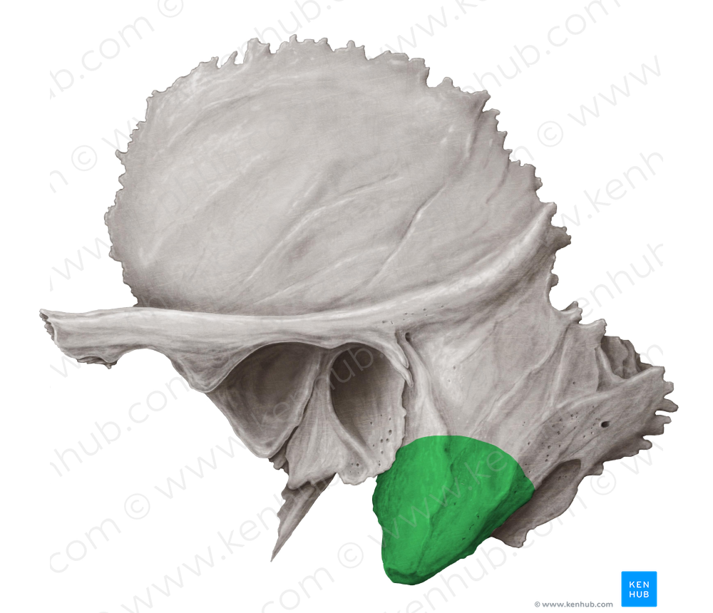 Mastoid process of temporal bone (#8221) – Kenhub Image License Store