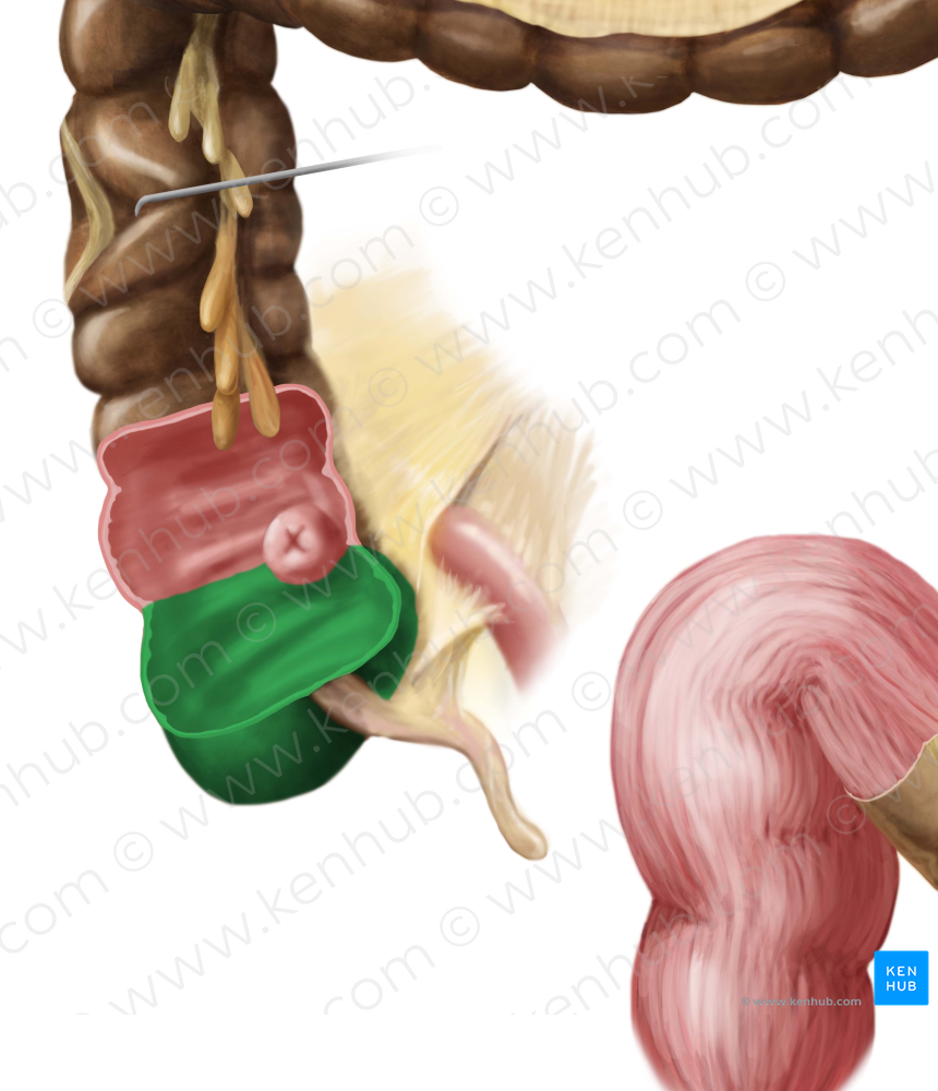 Cecum (#2280)