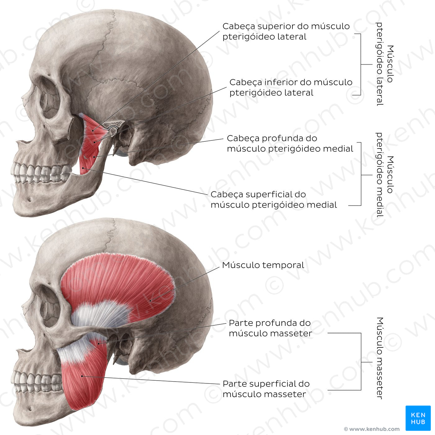 Muscles of mastication (Portuguese)