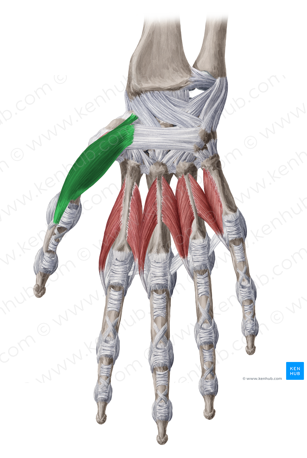 Abductor pollicis brevis muscle (#5172)