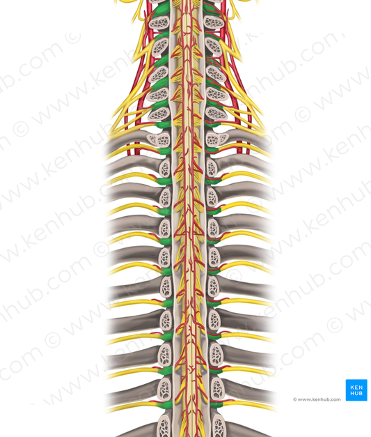 Spinal ganglia of spinal nerves (#3949)