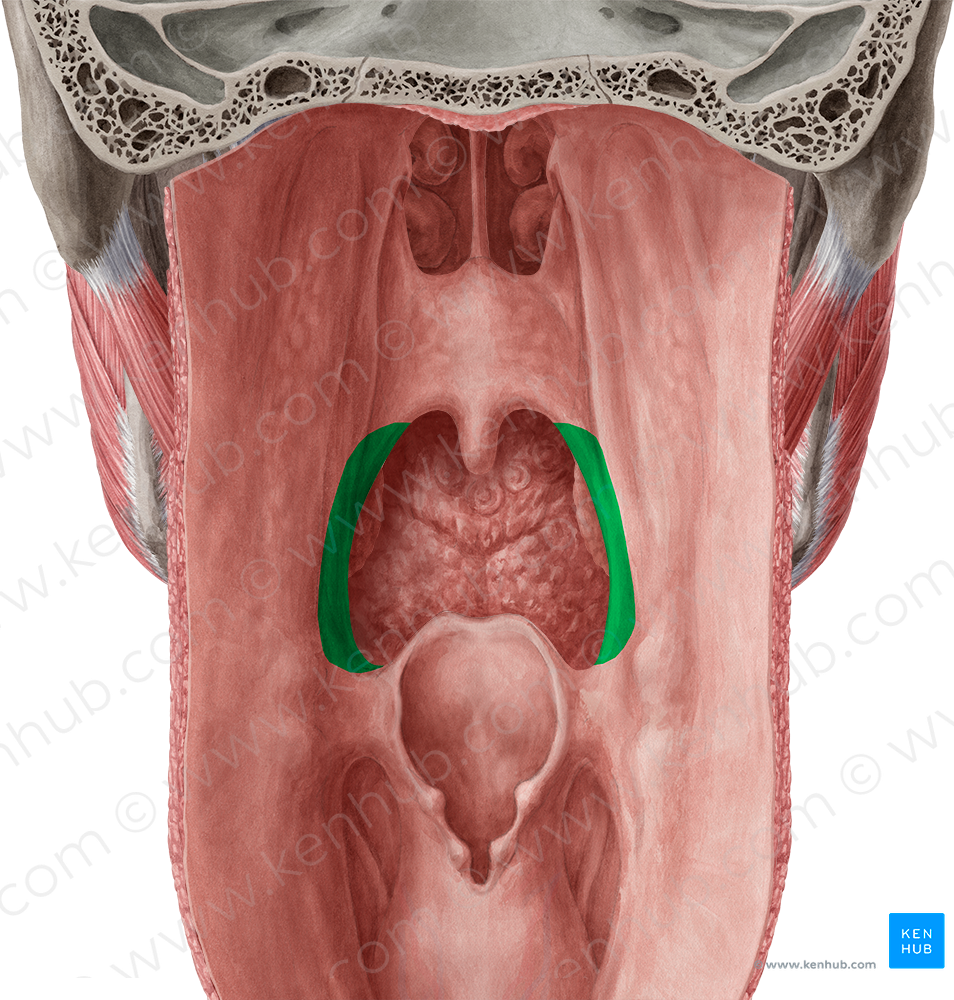 Palatopharyngeal arch (#841)
