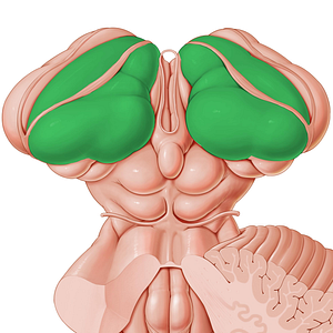 Thalamus (#9442)