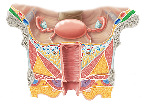 Iliacus muscle (#5452)