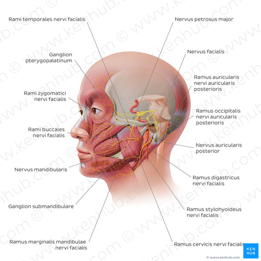 Facial nerve: extracranial branches (Latin)