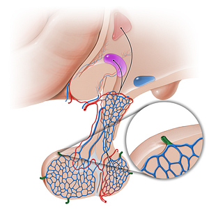 Hypophyseal veins (#16249)