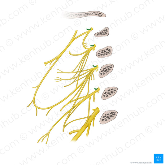 Posterior rami of spinal nerves C1-C4 (#20596)