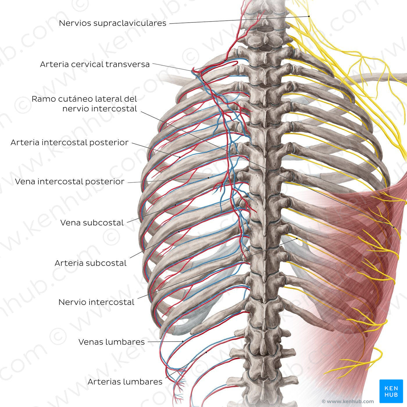 Neurovasculature of the back (Spanish)