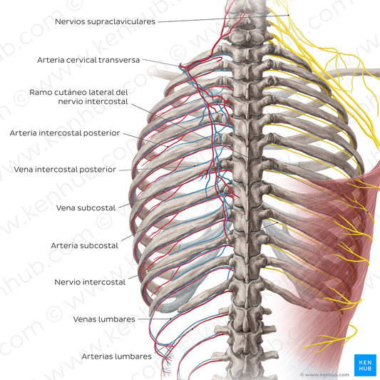 Neurovasculature of the back (Spanish)