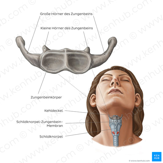 Hyoid bone (German)