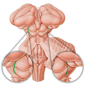 Lateral groove of midbrain (#21209)