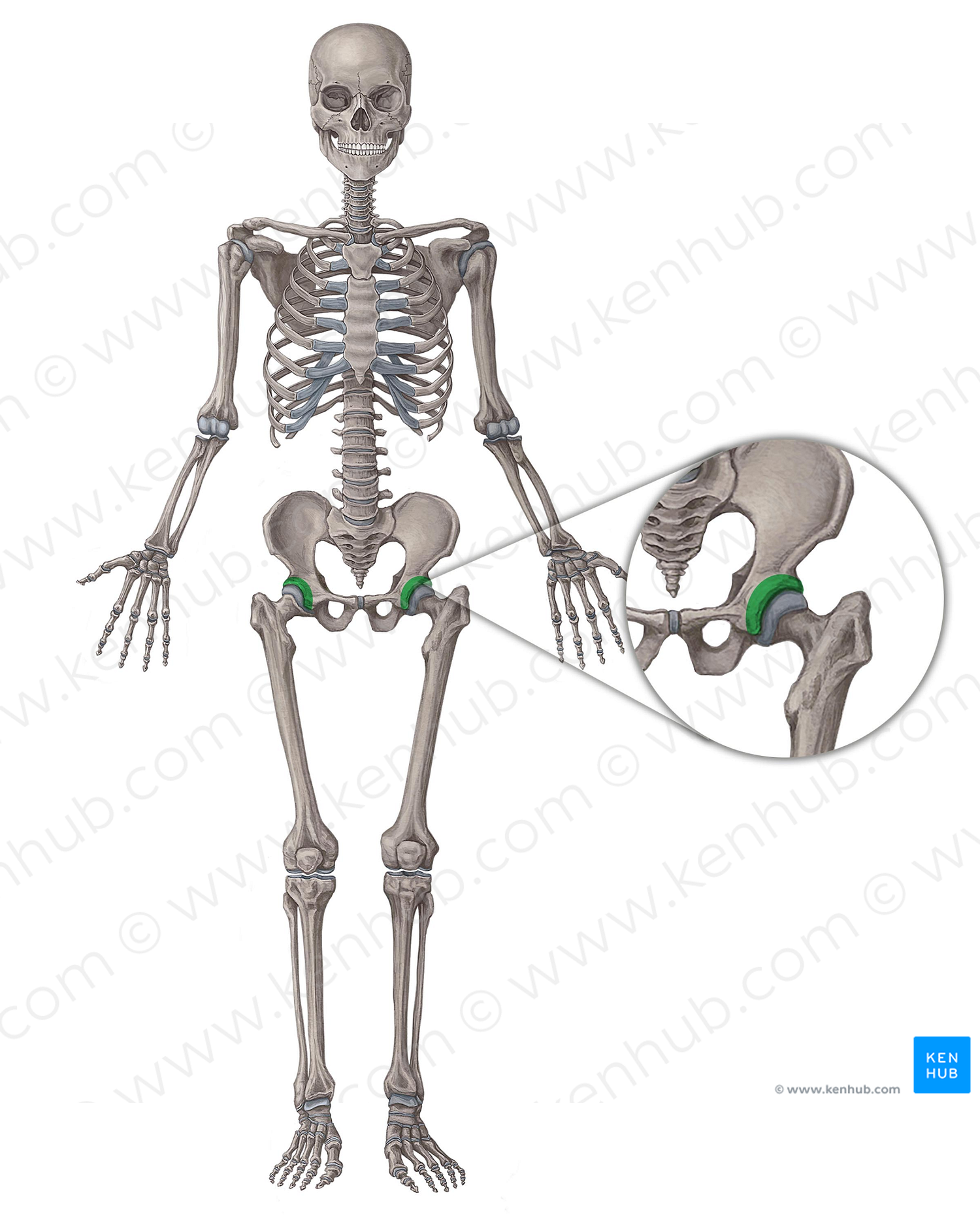 Acetabulum of hip bone (#586)