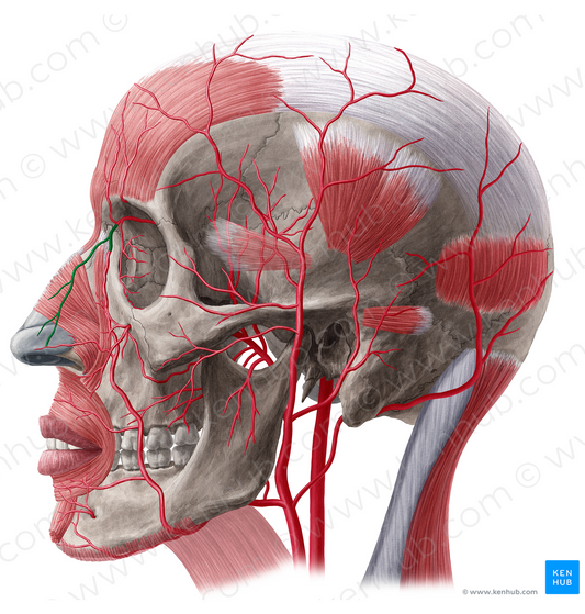 Dorsal nasal artery (#20509)