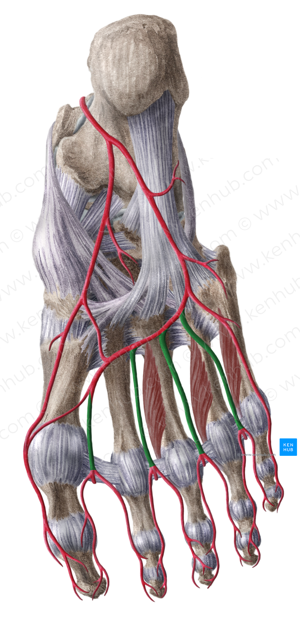 Plantar metatarsal arteries (#1174)