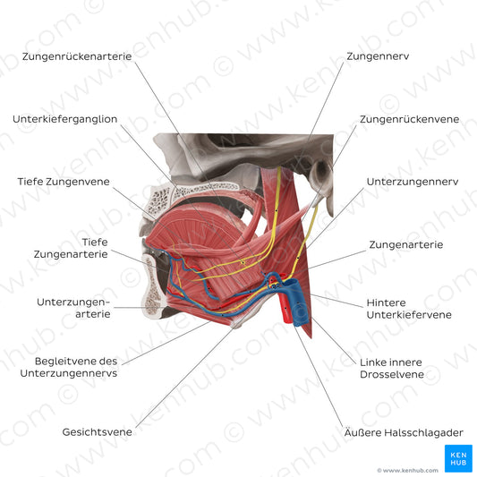 Neurovasculature of the tongue (German)