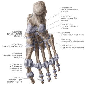 Ligaments of the foot (plantar view) (Latin)