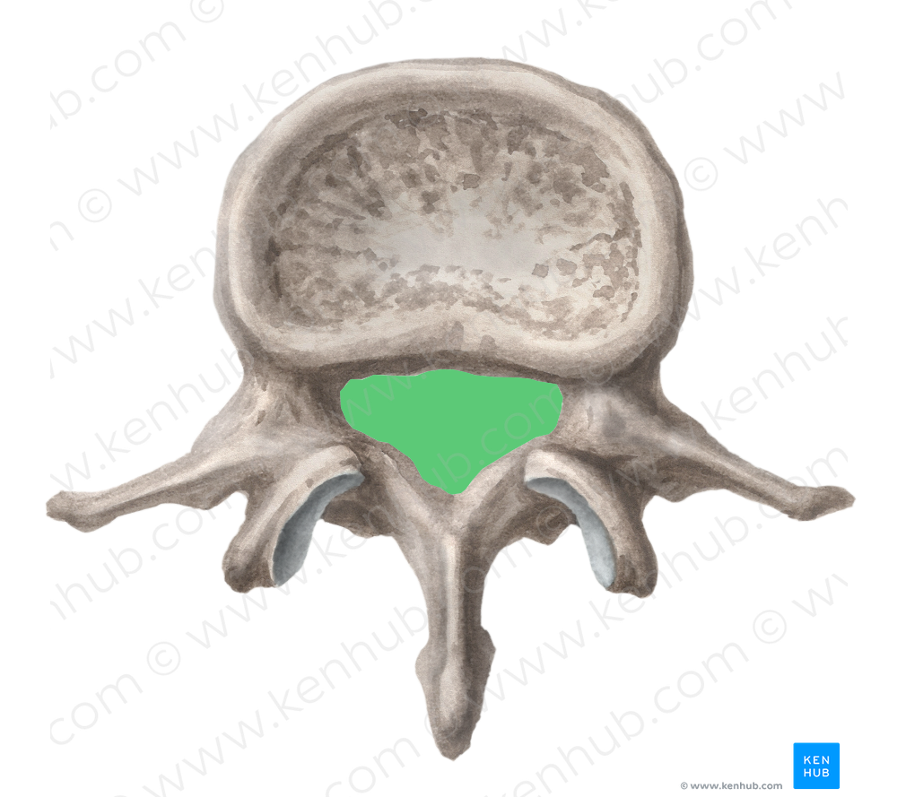 Vertebral foramen (#3817)